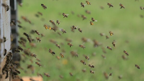 des abeilles - Sputnik Afrique