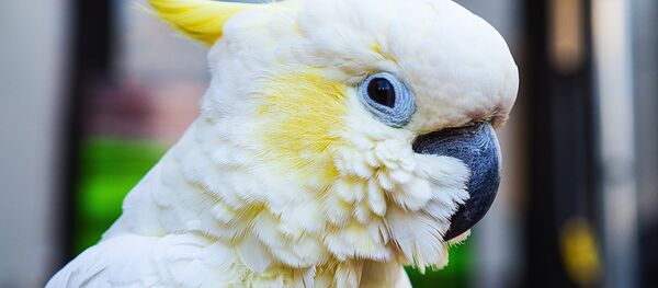 cacatoès - Sputnik Afrique