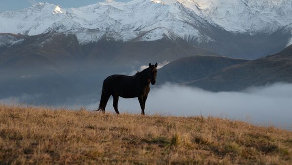 A horse in a mountain meadow in the Sharoi district of the Chechen Republic - Sputnik Afrique
