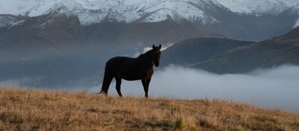 A horse in a mountain meadow in the Sharoi district of the Chechen Republic - Sputnik Afrique