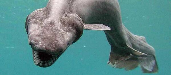 Frilled shark - Sputnik Afrique