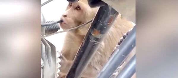 Qui volait l’essence des motos du parking? Ce n’était pas un homme - Sputnik Afrique