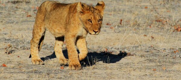 Un lionceau (image d'illustration) - Sputnik Afrique