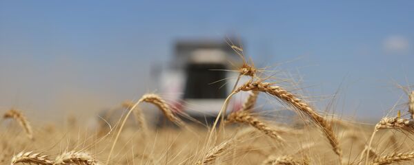 Le blé russe - Sputnik Afrique