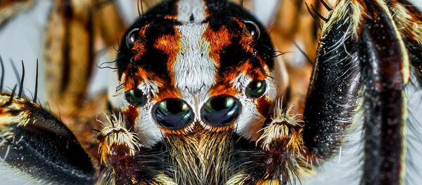 Spider - Sputnik Afrique
