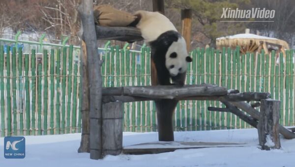 Les premières neiges rendent ces pandas fous de joie - Sputnik Afrique