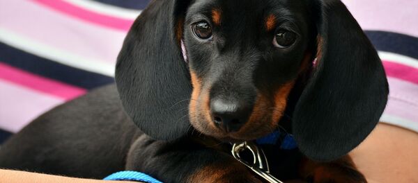 A Dachshund puppy - Sputnik Afrique