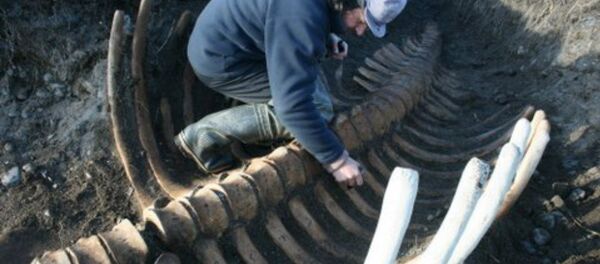 Un squelette géant d’une créature marine découvert dans l’Extrême-Orient russe - Sputnik Afrique