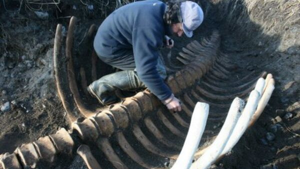 Un squelette géant d’une créature marine découvert dans l’Extrême-Orient russe - Sputnik Afrique