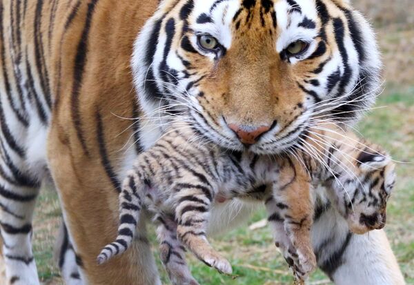 Six tigres de l'Amour sont nés dans le parc safari Taïgan à Belogorsk, en Crimée - Sputnik Afrique