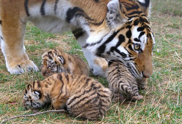 Six tigres de l'Amour sont nés dans le parc safari Taïgan à Belogorsk, en Crimée - Sputnik Afrique