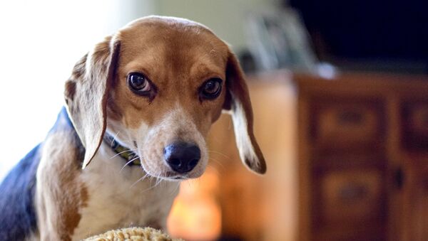 Un perro de la raza beagle (imagen referencial) - Sputnik Afrique