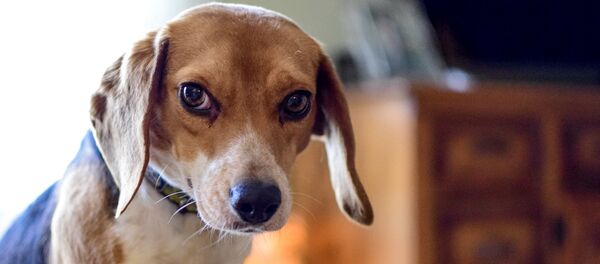 Un perro de la raza beagle (imagen referencial) - Sputnik Afrique