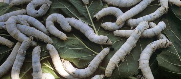 Des vers (image d'illustration) Des vers (image d'illustration) - Sputnik Afrique