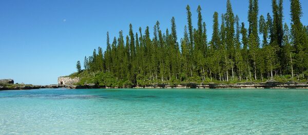 Araucaria columnaris New Caledonia Araucaria columnaris New Caledonia - Sputnik Afrique