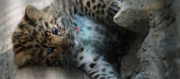 Un bébé léopard - Sputnik Afrique