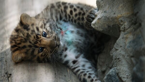 Un bébé léopard, image d'illustration - Sputnik Afrique