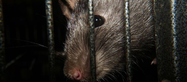 Rat - Sputnik Afrique