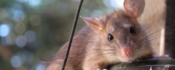 Rat - Sputnik Afrique