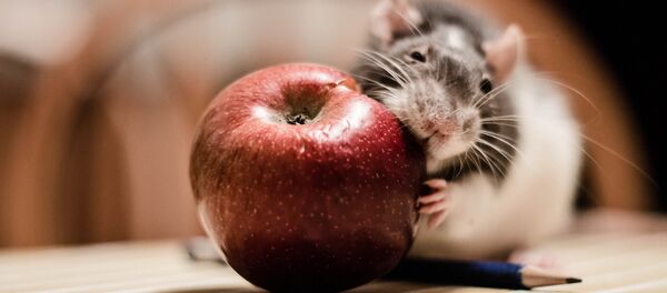 Rata - Sputnik Afrique