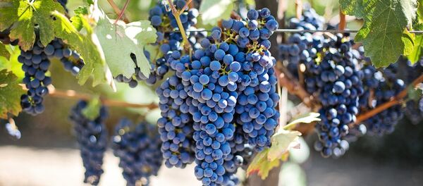 Vignes - Sputnik Afrique