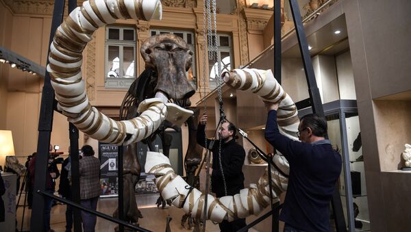 A picture taken on November 16, 2017 shows the skeleton of an mammoth, which will go on auction in the upcoming days at the Aguttes auction house. - Sputnik Afrique