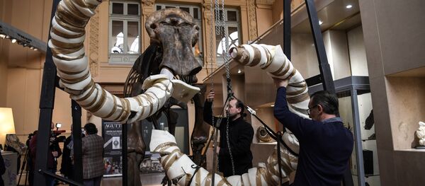 A picture taken on November 16, 2017 shows the skeleton of an mammoth, which will go on auction in the upcoming days at the Aguttes auction house. - Sputnik Afrique