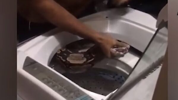 Un boa de 2 mètres s’est enroulé autour du tambour de leur machine-à-laver (vidéo) - Sputnik Afrique