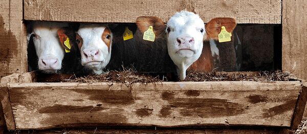 Des veaux, image d'illustration - Sputnik Afrique