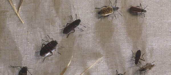 Insectes - Sputnik Afrique