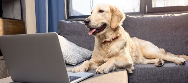 Золотой ретривер за ноутбуком - Sputnik Afrique