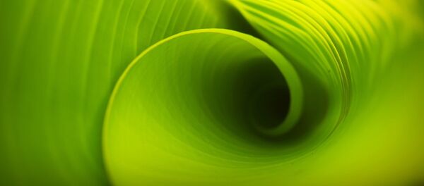 фотосинтез - Sputnik Afrique