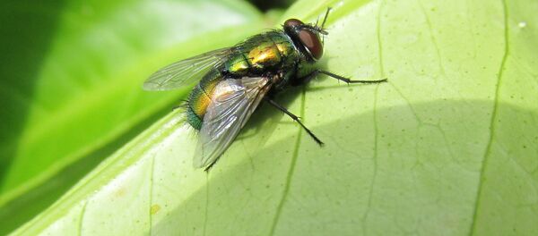 mouche - Sputnik Afrique