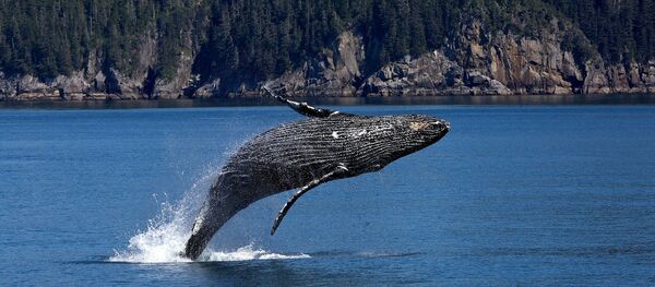 Une baleine - Sputnik Afrique
