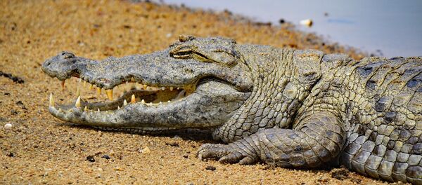 Un crocodile - Sputnik Afrique