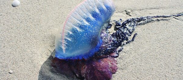 Physalie - Sputnik Afrique