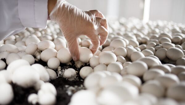 Открытие завода по выращиванию грибов в Краснодарском крае - Sputnik Afrique