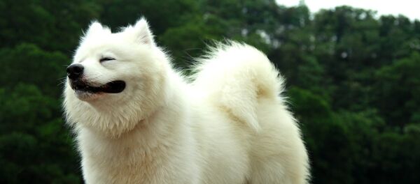 Un samoyède - Sputnik Afrique