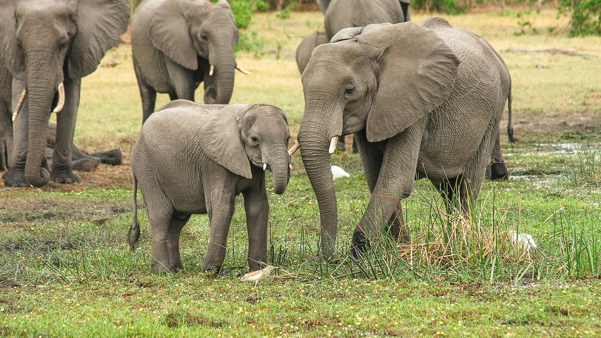 Une famille d'éléphants - Sputnik Afrique, 1920, 08.12.2022