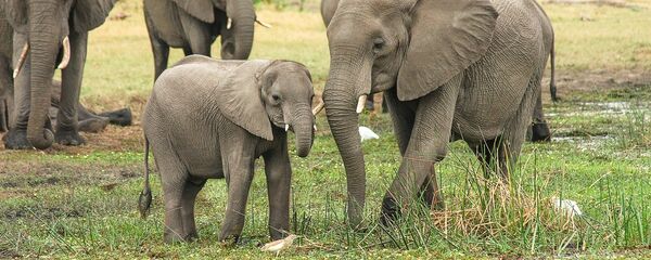 Une famille d'éléphants - Sputnik Afrique
