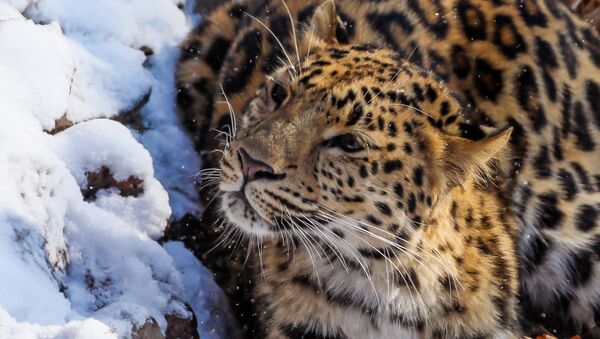 Un léopard de l'Amour - Sputnik Afrique