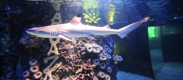 Reef shark Reef shark - Sputnik Afrique
