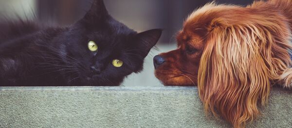 Un gato y un perro - Sputnik Afrique