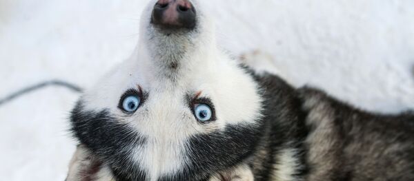 Собака породы хаски в парке Сокольники в рамках проведения реабилитационной и образовательной программы По пути с хаски - Sputnik Afrique