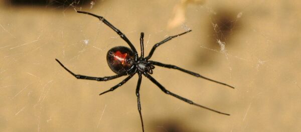 Veuve noire à dos rouge - Sputnik Afrique