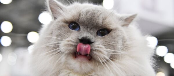 chat - Sputnik Afrique