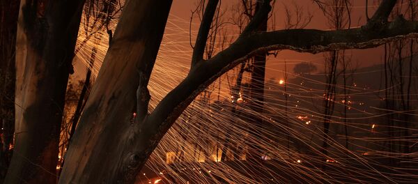 Горящее дерево в Калифорнии - Sputnik Afrique