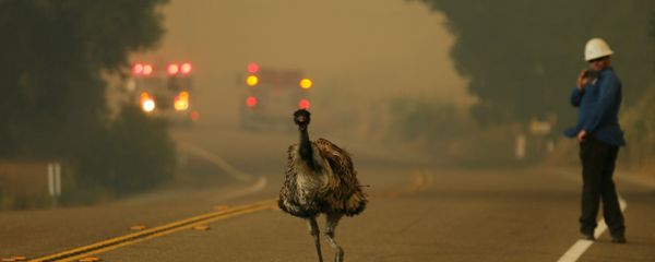 Une autruche fuit l'incendie en Californie Une autruche fuit l'incendie en Californie - Sputnik Afrique