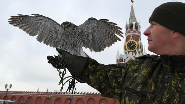 Les oiseaux gardiens du Kremlin - Sputnik Afrique