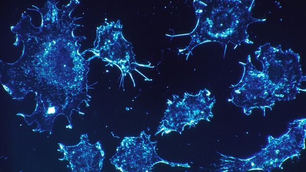 Cancer cells - Sputnik Afrique